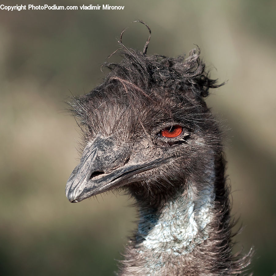 Bird, Emu, Ostrich, Beak