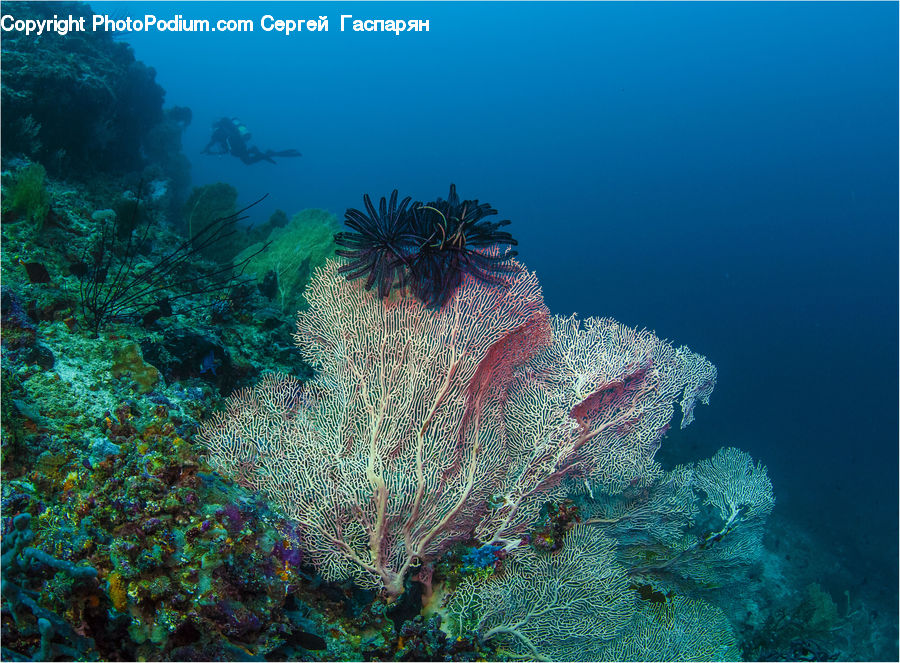 Coral Reef, Outdoors, Reef, Sea, Sea Life, Water