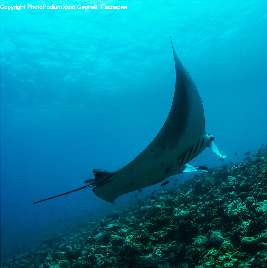 Manta Ray, Sea Life, Stingray Fish, Fish