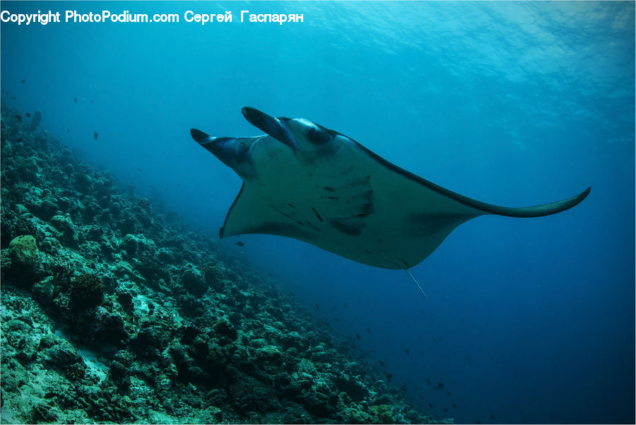Manta Ray, Sea Life, Stingray Fish, Fish