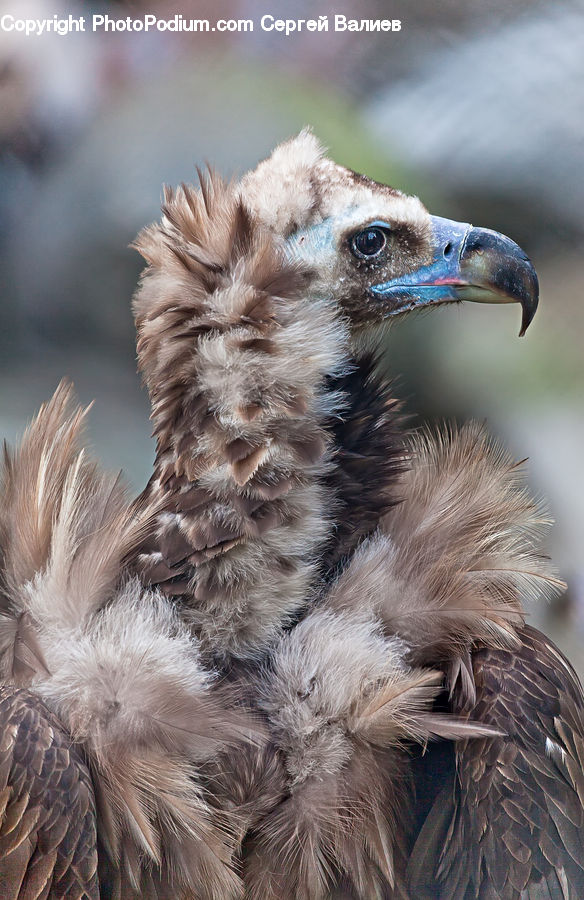 Bird, Booby, Beak