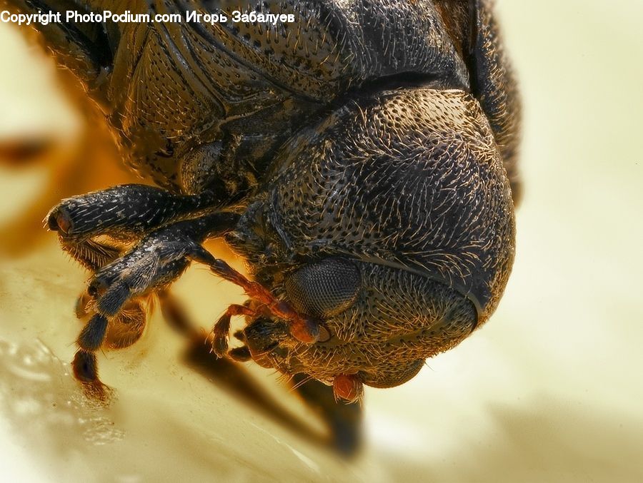 Animal, Armadillo, Mammal, Apidae, Bee, Bumblebee, Insect