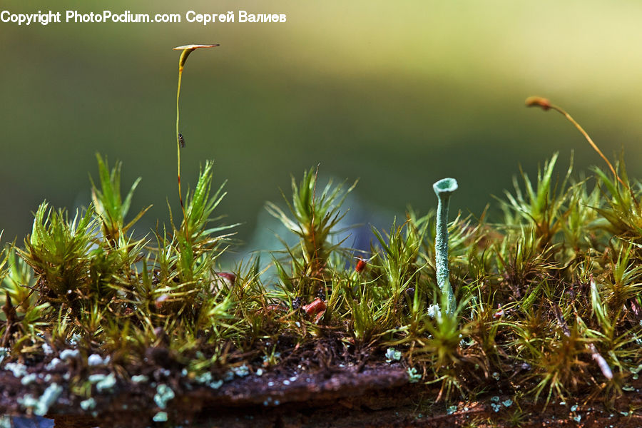 Moss, Plant, Conifer, Fir, Tree, Field, Grass