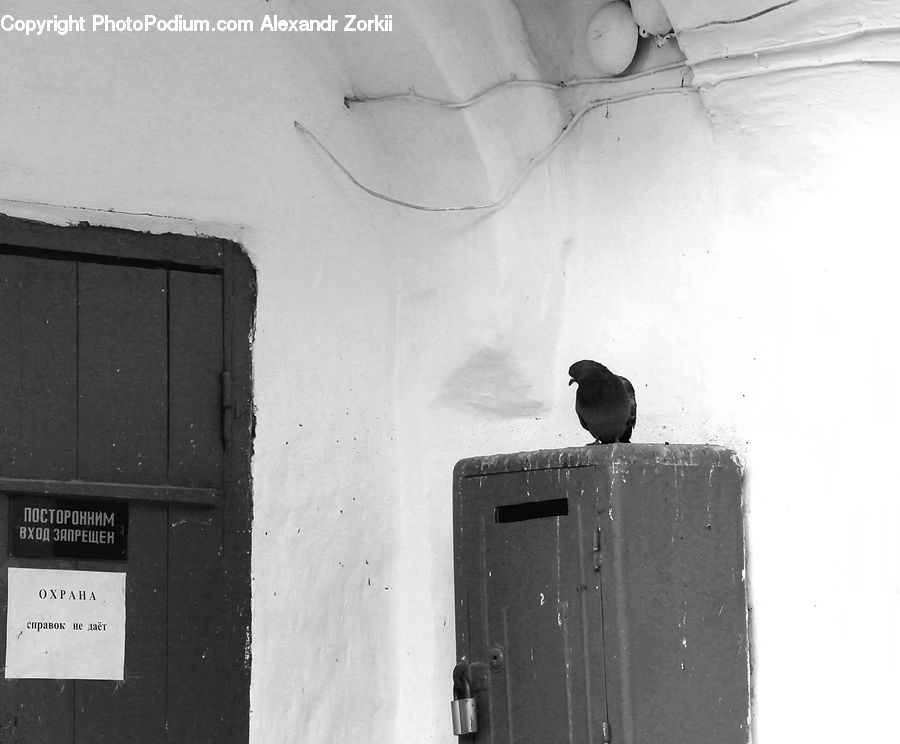 Bird, Blackbird, Crow
