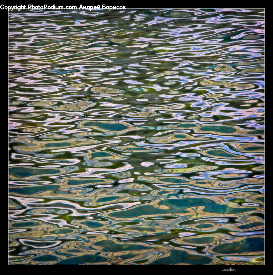 Fish, Herring, Sardine, Sea Life, Outdoors, Ripple, Water
