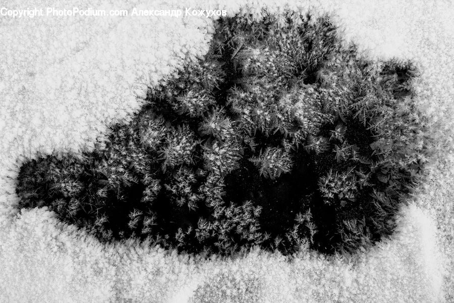 Bush, Plant, Vegetation, Frost, Ice, Outdoors, Snow