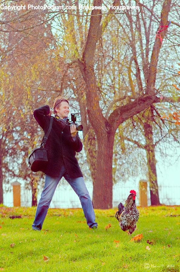People, Person, Human, Chicken, Cock Bird, Fowl, Poultry