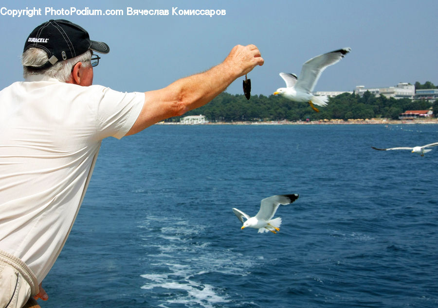 Bird, Seagull, Albatross, Booby, Baseball Cap, Cap, Hat
