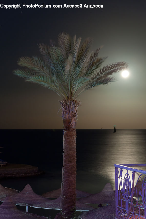 Palm Tree, Plant, Tree, Chair, Furniture, Arecaceae, Jar