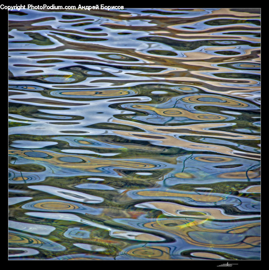 Fish, Herring, Sardine, Sea Life