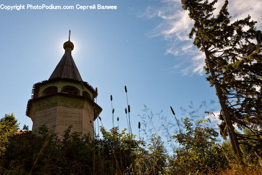 Architecture, Bell Tower, Clock Tower, Tower, Plant, Tree, Bush