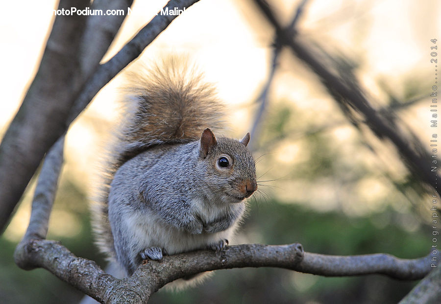 Animal, Mammal, Rodent, Squirrel