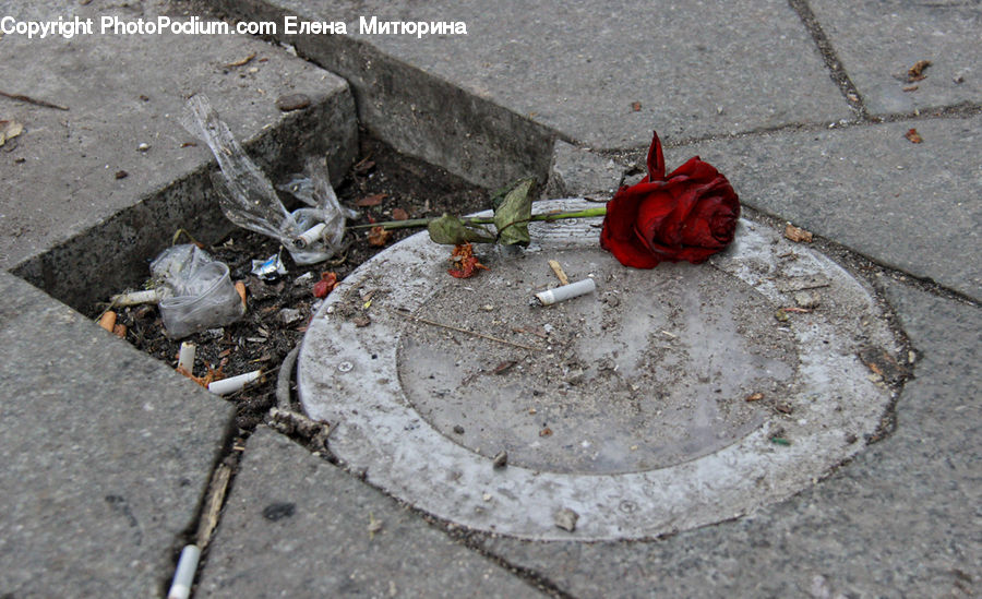 Blossom, Flower, Plant, Rose, Pavement, Trash, Rubble
