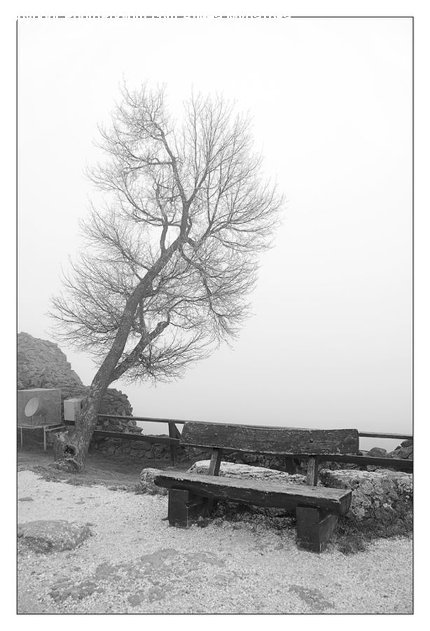 Bench, Plant, Tree