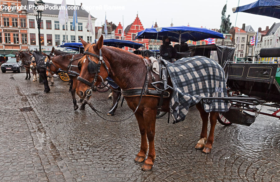 Animal, Horse, Mammal, Carriage, Horse Cart, Vehicle, Buggy