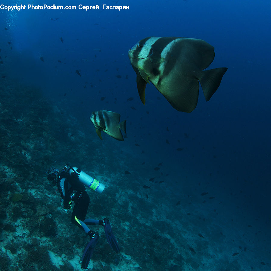 Fish, Sea Life, Diver, Diving, Person, Water, Surgeonfish
