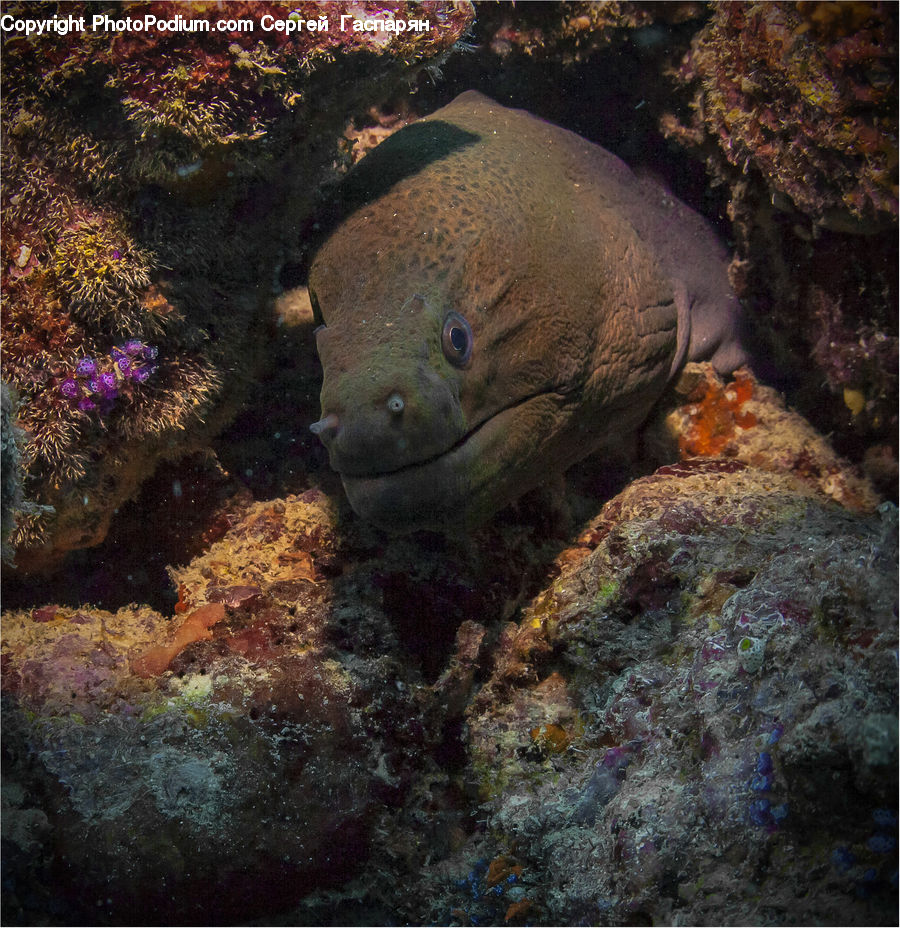Eel, Fish, Sea Life, Coral Reef, Outdoors, Reef, Sea
