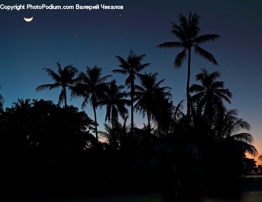 Palm Tree, Plant, Tree, Silhouette, Arecaceae, Building, Housing