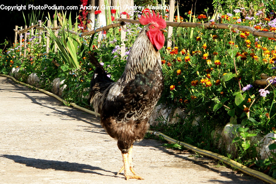 Chicken, Cock Bird, Fowl, Poultry, Rooster, Blossom, Flora