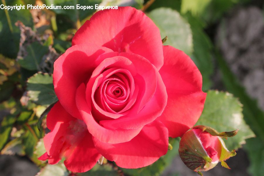 Blossom, Flower, Plant, Rose, People, Person, Human