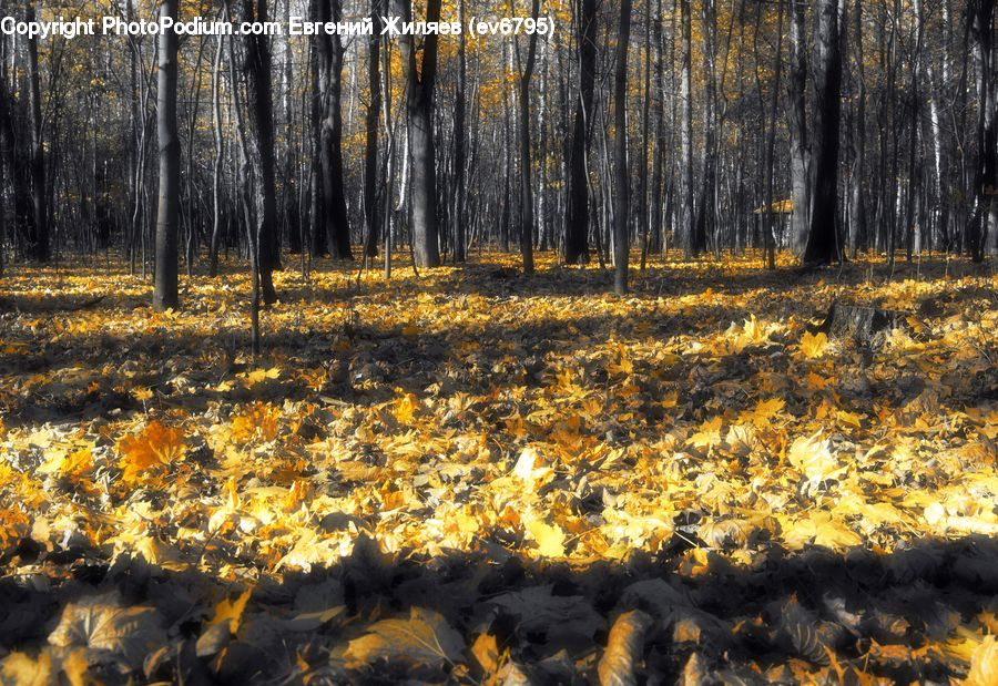 Fire, Flame, Forest, Vegetation, Birch, Tree, Wood