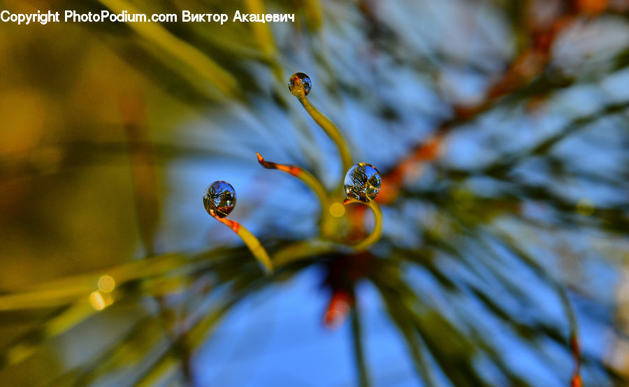 Blossom, Flora, Flower, Plant, Water, Conifer, Fir