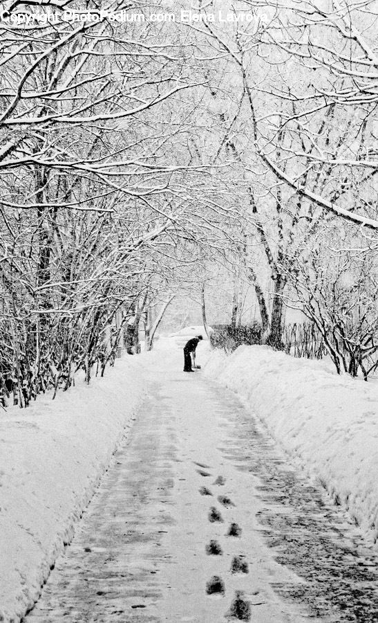 Ice, Outdoors, Snow, Path, Trail, Plant, Tree