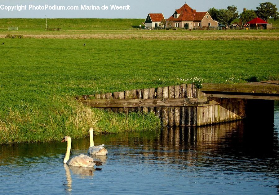 Bird, Waterfowl, Swan, Crane Bird, Heron, Goose, Field