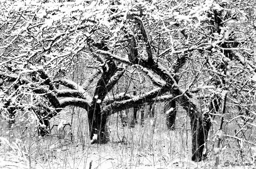 Plant, Tree, Fir, Forest, Grove, Vegetation, Drawing