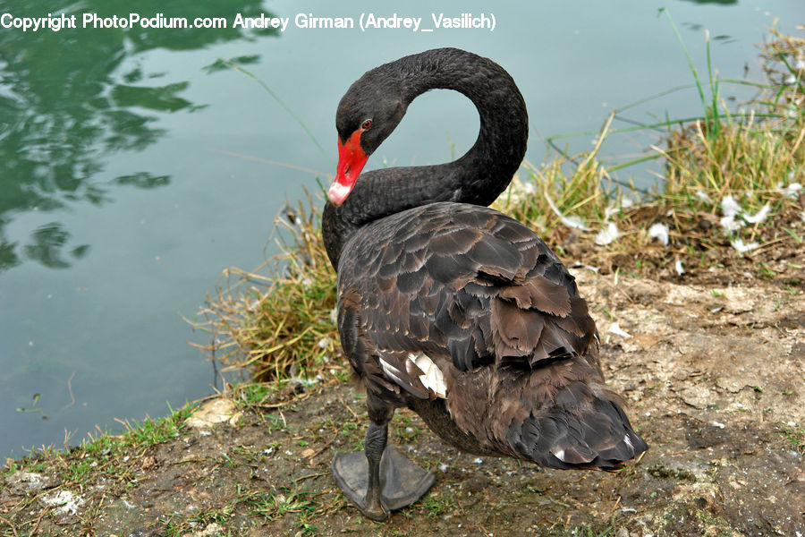 Bird, Black Swan, Swan, Waterfowl, Buzzard, Harrier, Hawk