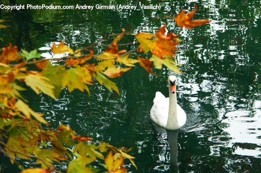 Carp, Fish, Koi, Sea Life, Bird, Goose, Waterfowl