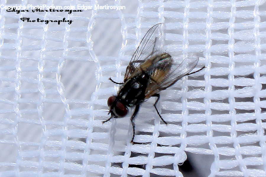 Bee, Insect, Invertebrate, Cockroach
