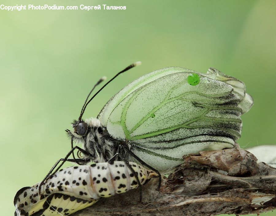 Butterfly, Insect, Invertebrate, Cricket Insect, Grasshopper, Blossom, Flora