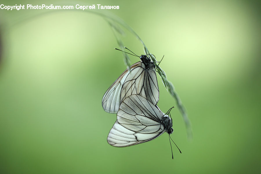 Butterfly, Insect, Invertebrate, Mosquito