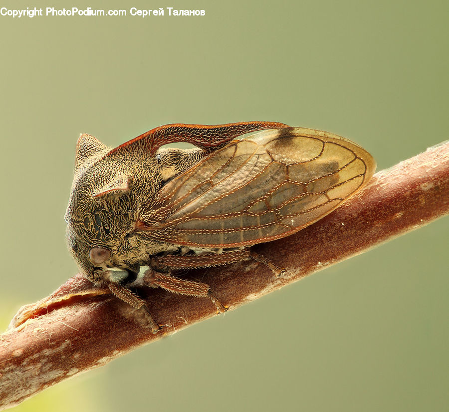 Invertebrate, Snail, Cricket Insect, Grasshopper, Insect