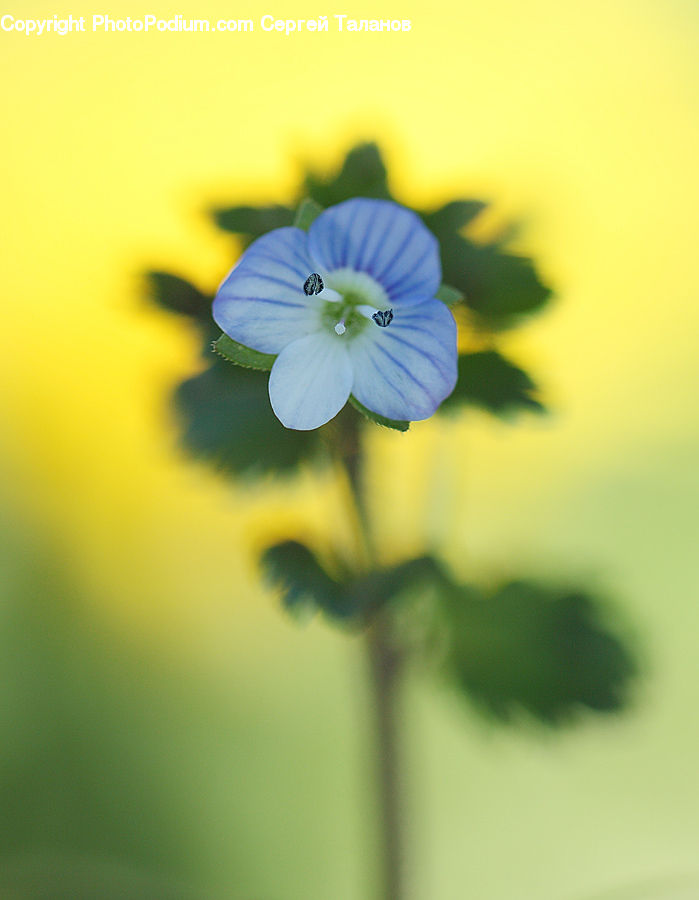 Fiber, Flax, Flora, Flower, Plant, Blossom, Geranium