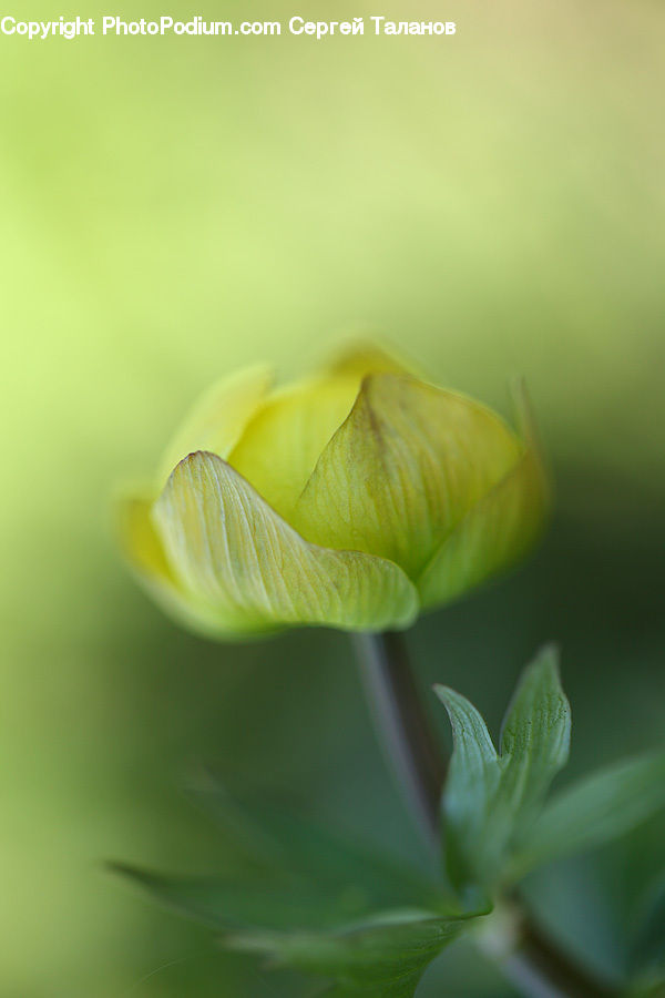 Bud, Plant, Blossom, Flora, Flower, Field, Grass