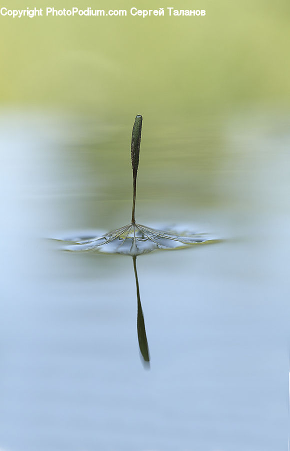 Anisoptera, Dragonfly, Insect, Invertebrate, Plant, Field, Grass