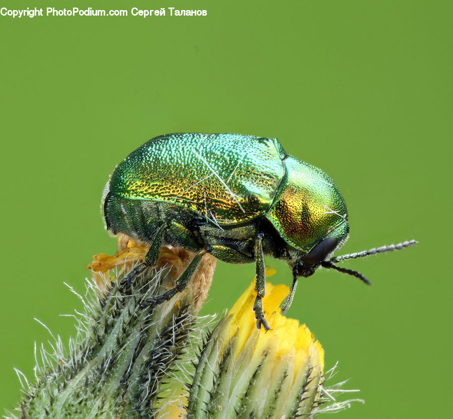 Dung Beetle, Insect, Invertebrate, Apidae, Bee, Bumblebee, Asteraceae