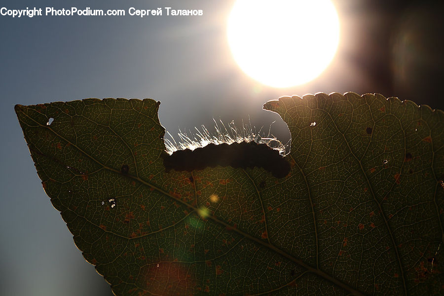 Flare, Light, Sunlight