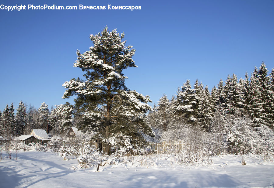 Conifer, Fir, Spruce, Wood, Plant, Tree, Landscape