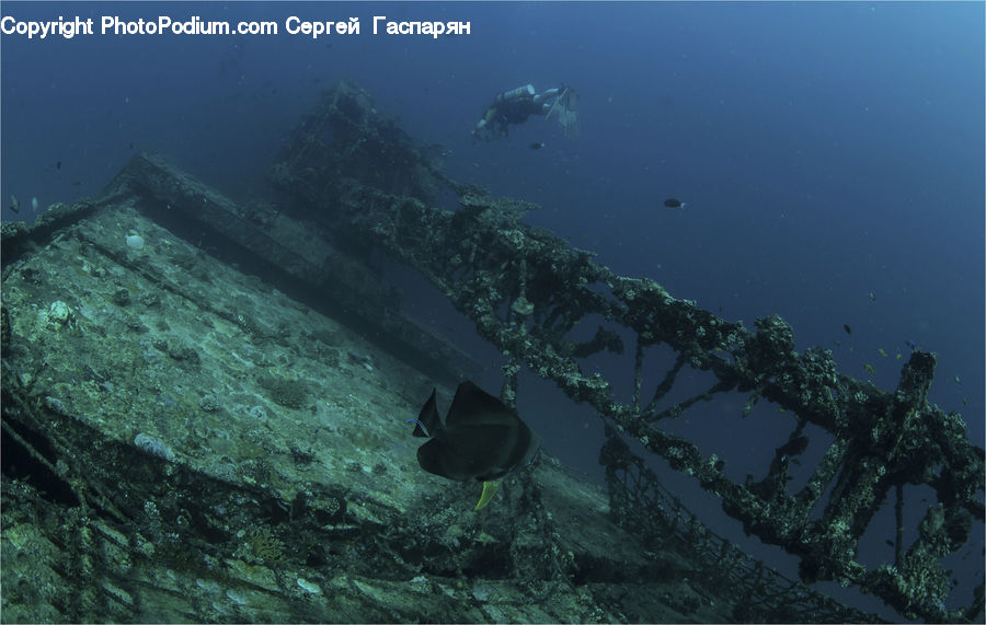 Shipwreck, Coral Reef, Outdoors, Reef, Sea, Sea Life, Water