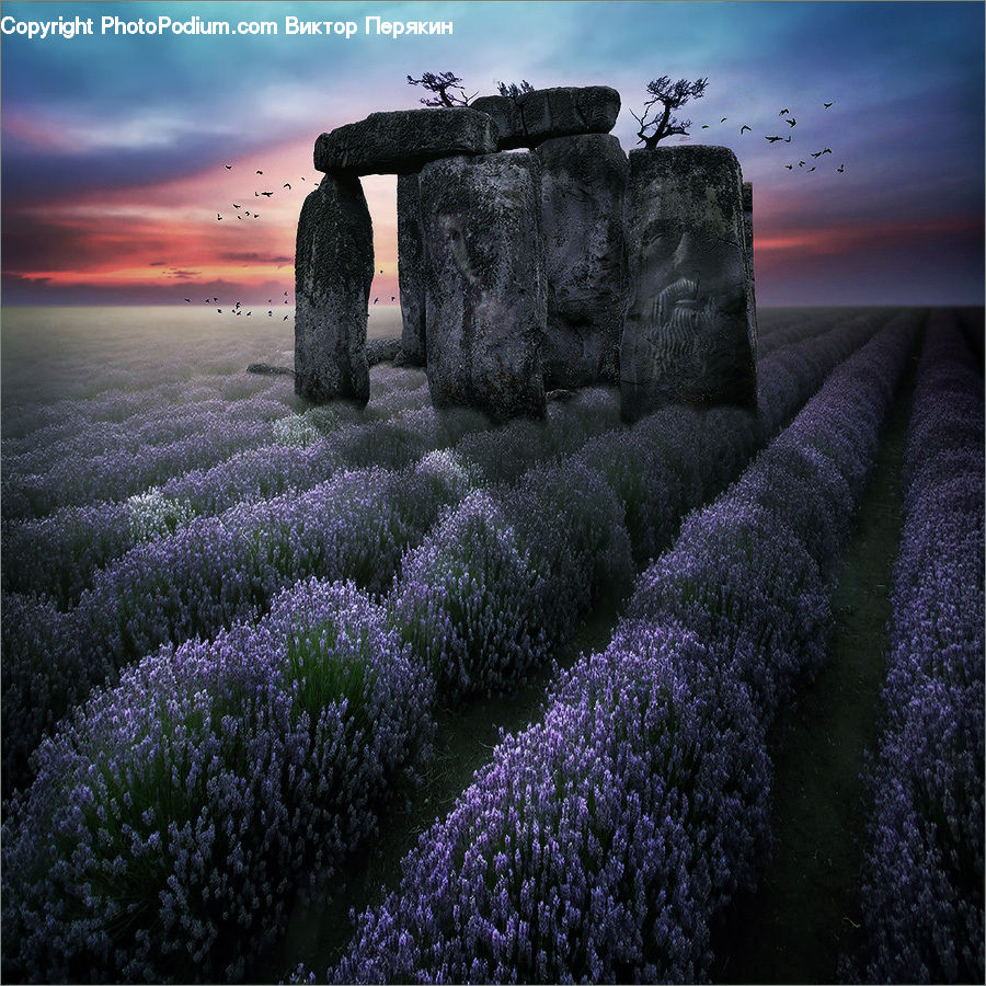 Lavender, Plant, Conifer, Fir, Tree, Blossom, Flora