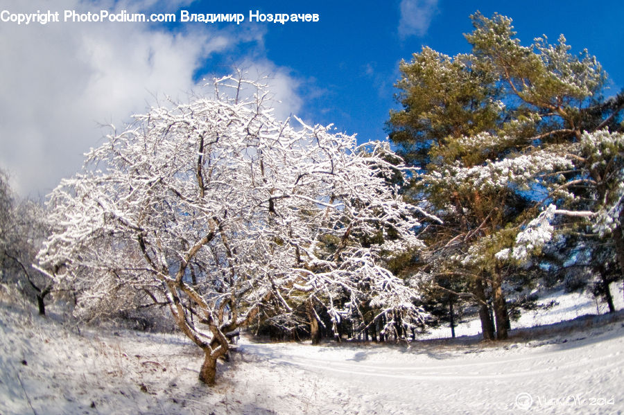 Blossom, Cherry Blossom, Flower, Frost, Ice, Outdoors, Snow