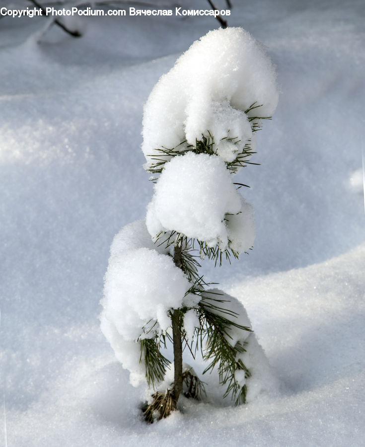 Ice, Outdoors, Snow, Conifer, Fir, Plant, Tree