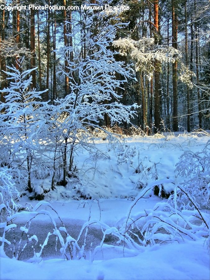 Ice, Outdoors, Snow, Forest, Vegetation, Conifer, Fir