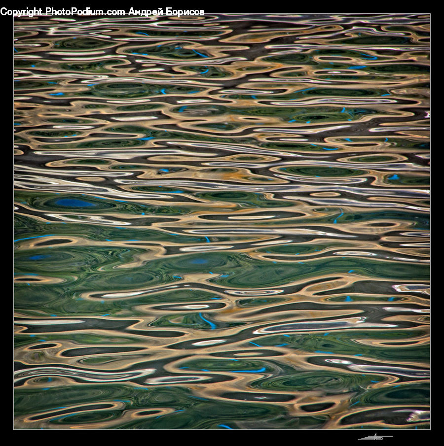 Fish, Herring, Sardine, Sea Life