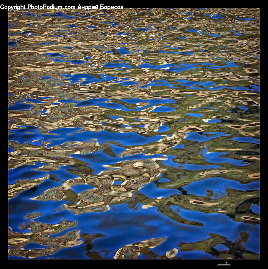 Fish, Herring, Sardine, Sea Life, Water, Outdoors, Ripple