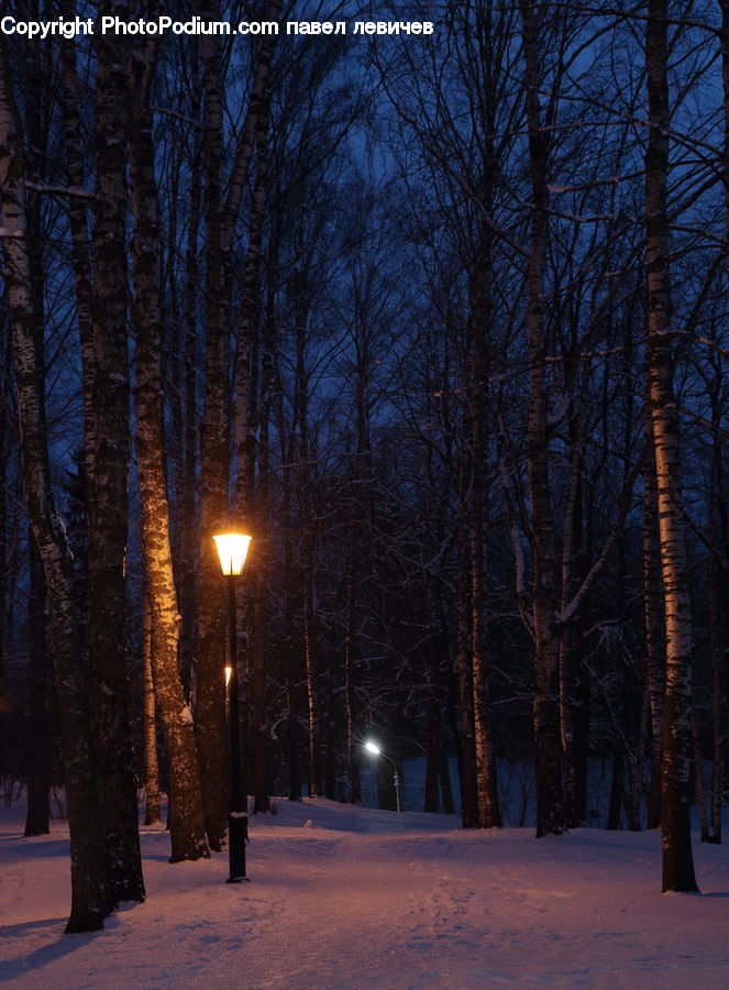 Landscape, Nature, Scenery, Birch, Tree, Wood, Forest