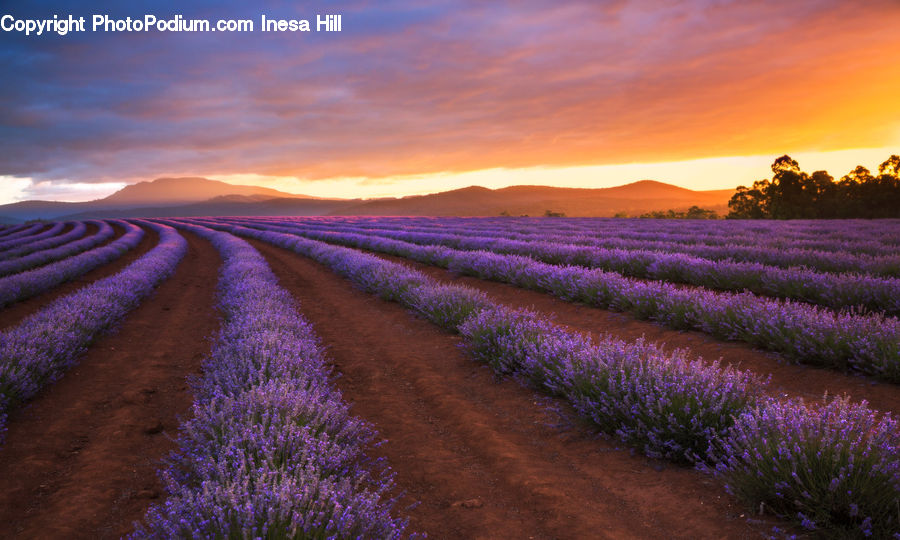 Lavender, Plant, Dusk, Outdoors, Sky, Sunlight, Sunrise